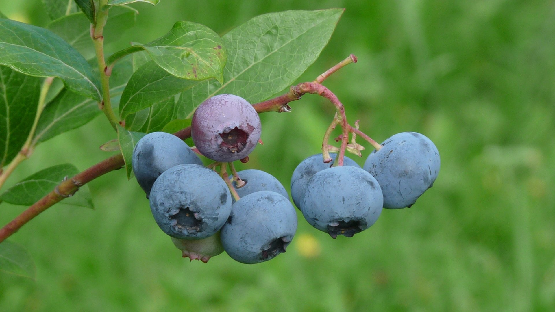 Heidelbeeren