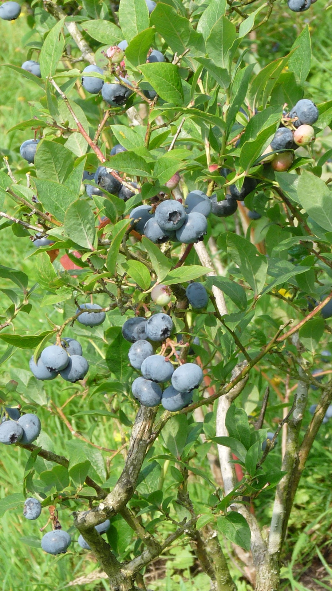 Super Saison für die Bio-Heidelbeeren vom Biohof Schoolbek