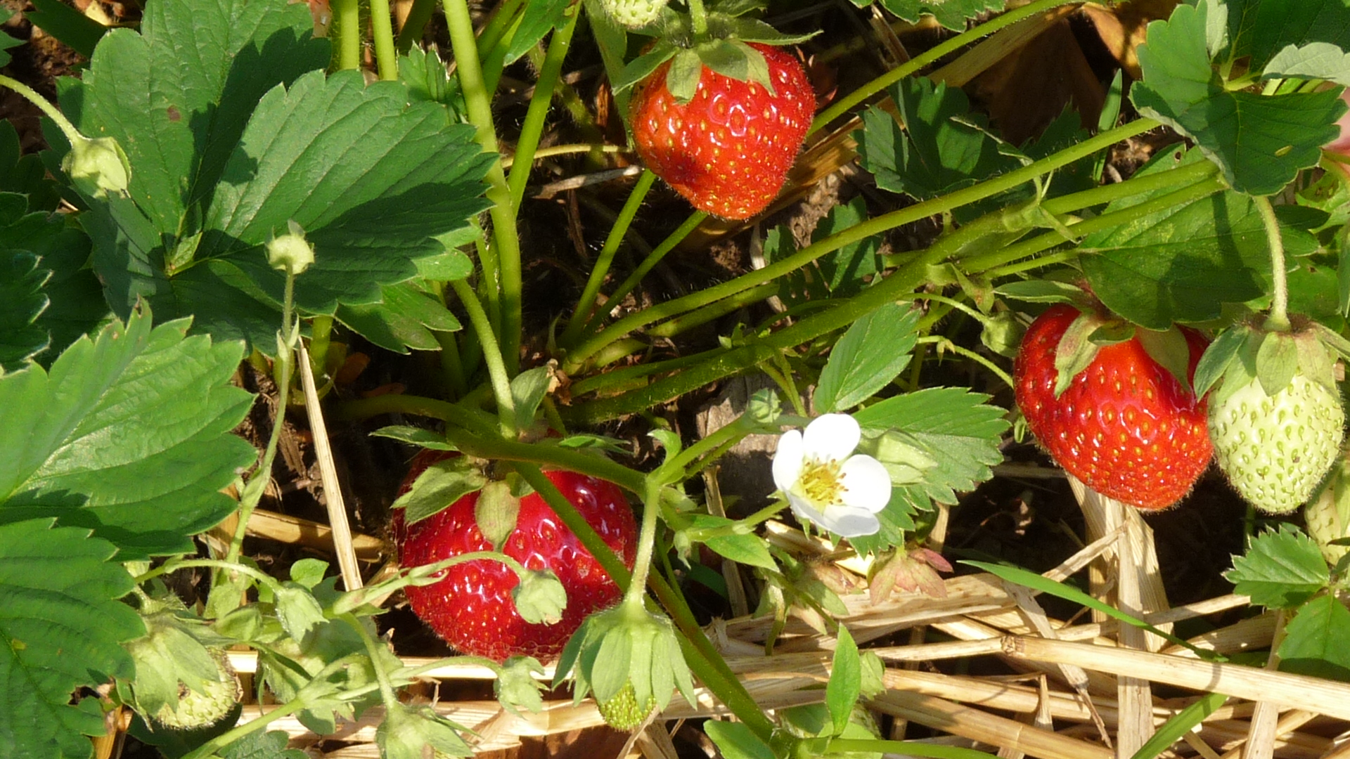 Bio Erdebeeren in Reife auf Hof Schoolbek