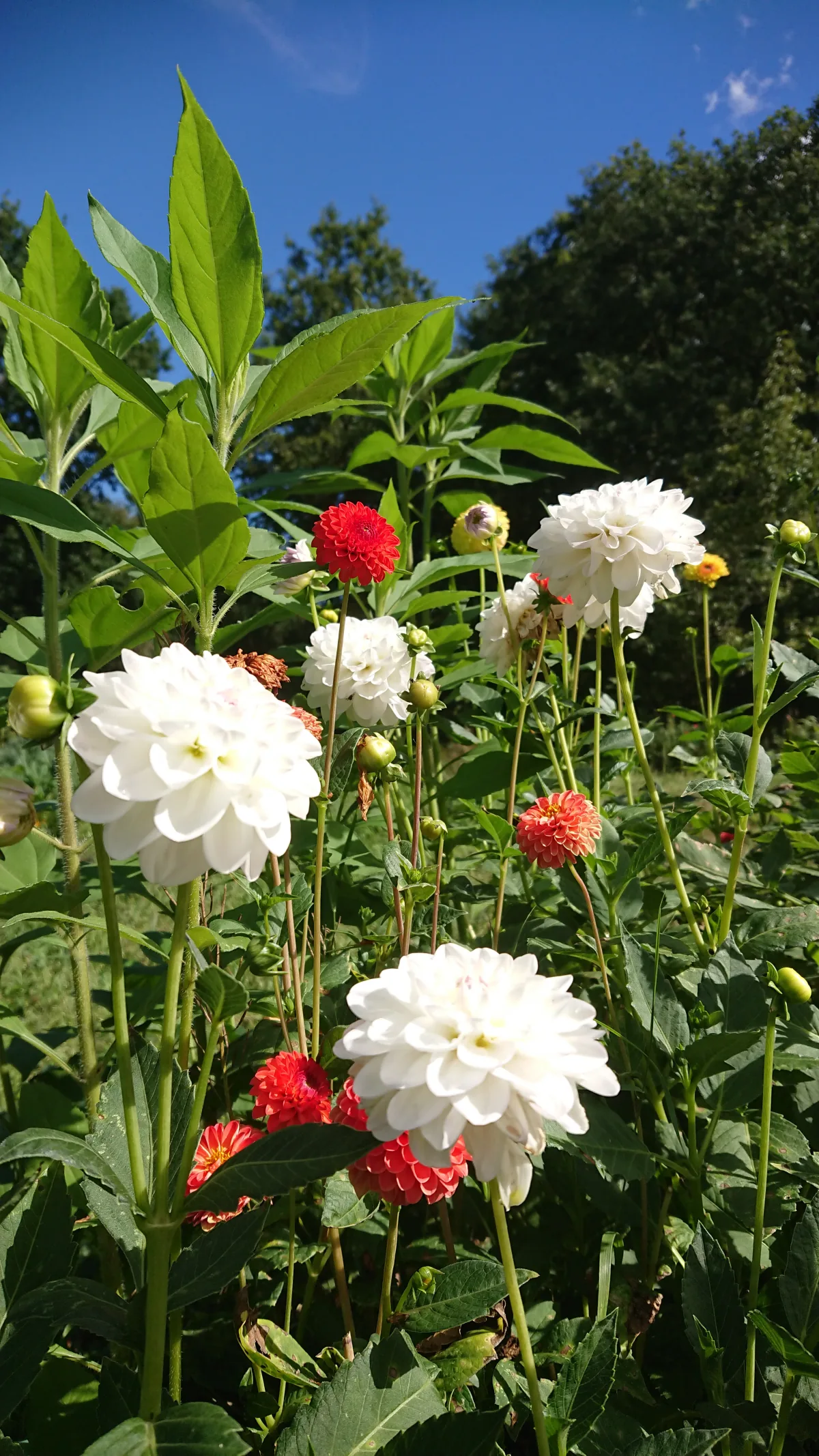 Dahlien im Bauerngarten des Hof Schoolbek