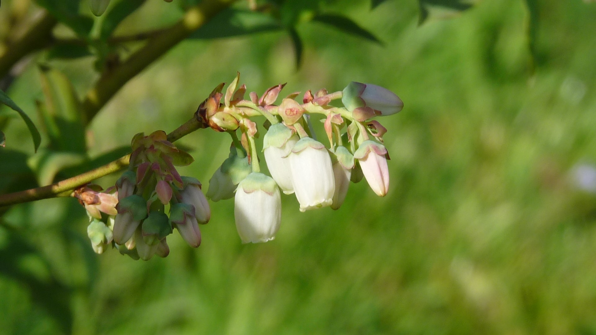 Bio Heidelbeere in voller Blüte Nahaufnahme