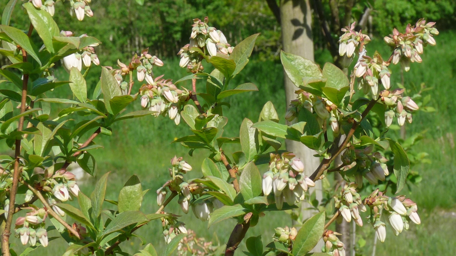 Bio Heidelbeere in voller Blüte