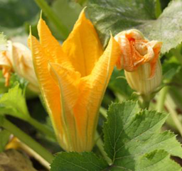 Blumen aus dem Biohof Schoolbek